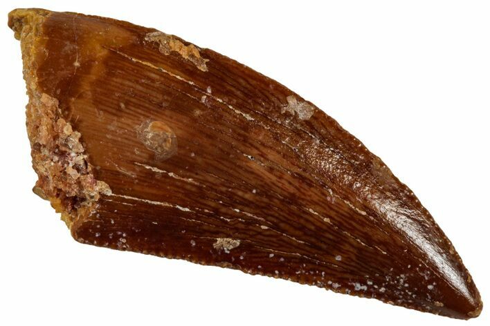 Serrated, Raptor Tooth - Real Dinosaur Tooth #295981